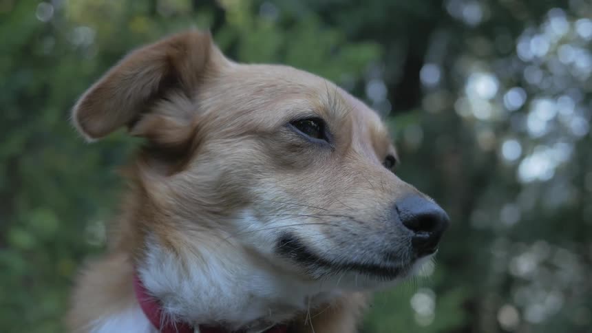 A dog looking at something
