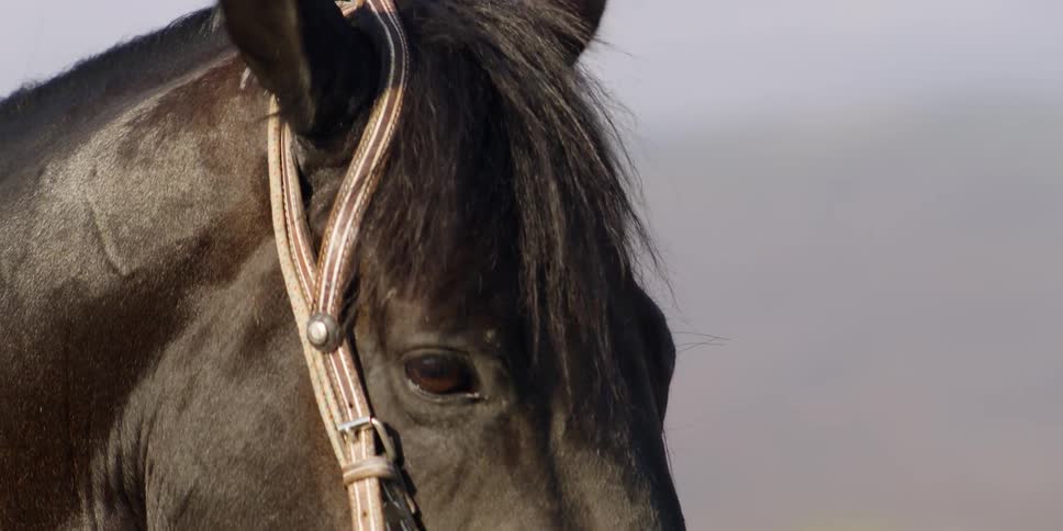A horse wears a bridle on a ranch