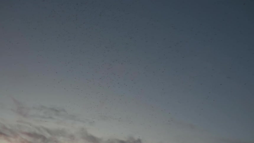 Insects buzz around each other in the sky