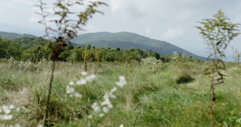 The grass and weeds bristle in the breeze
