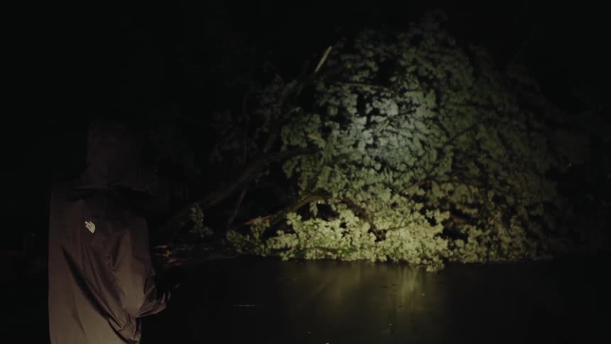 Fallen Tree Blocking Road