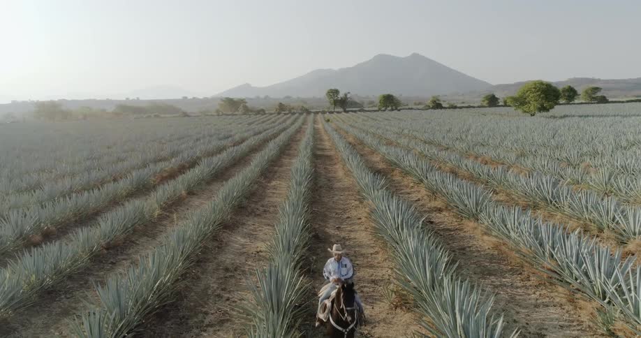 Person rides a horse through a field of agave crops