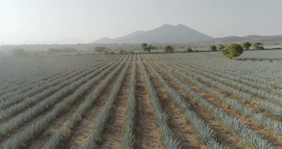 Rows of crops in a large field of agave