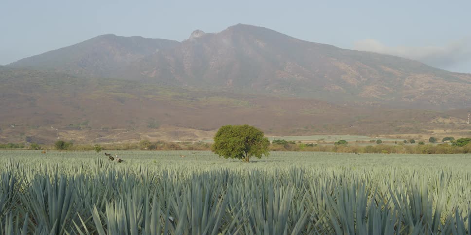 Person rides a horse through a field of agave