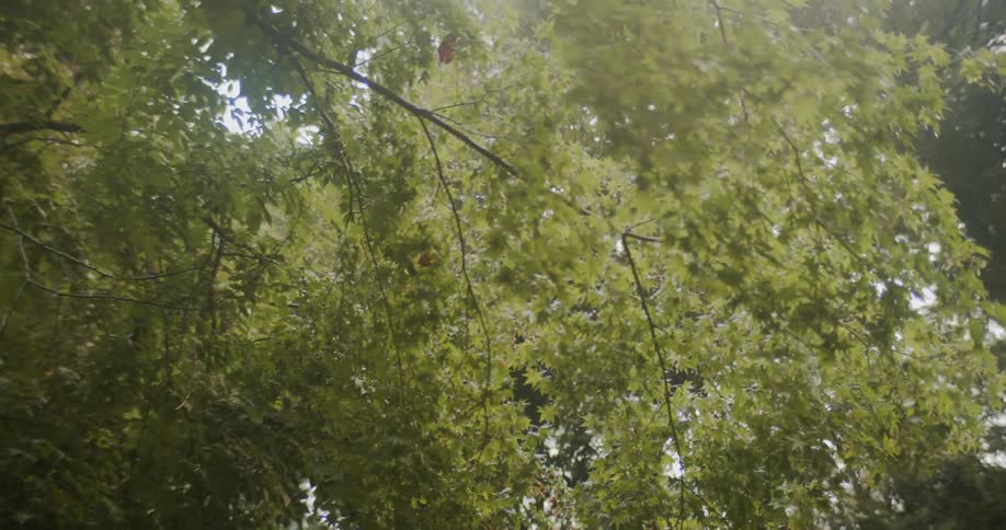Tree branches canopy over a building