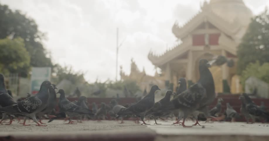 The concrete is full of pigeons