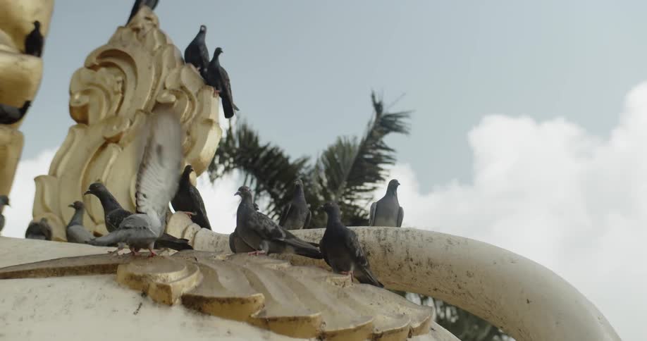 The pigeons are covering the statue