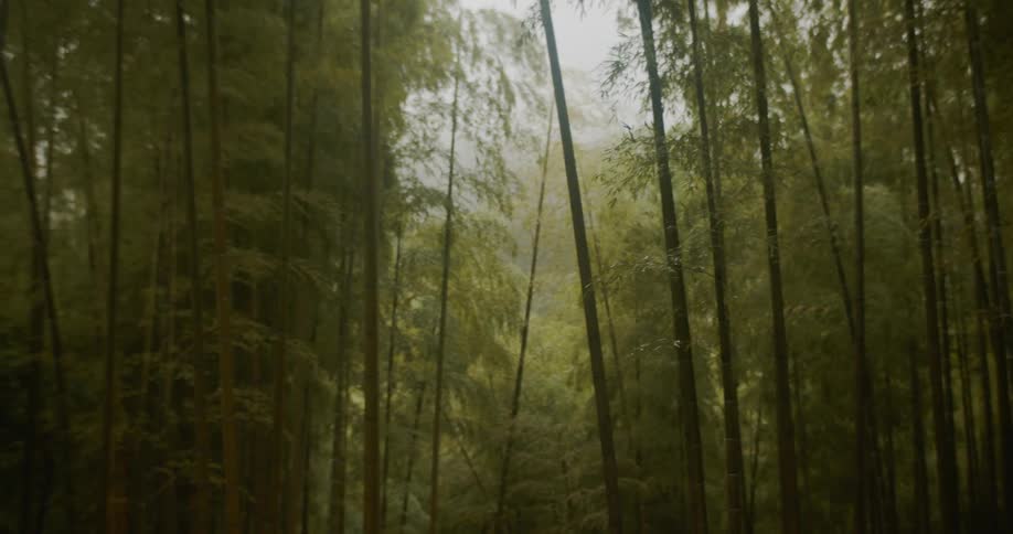 Tall trees stand in a forest
