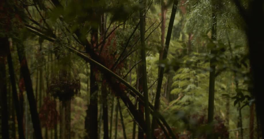 Trees stand tall in the forest