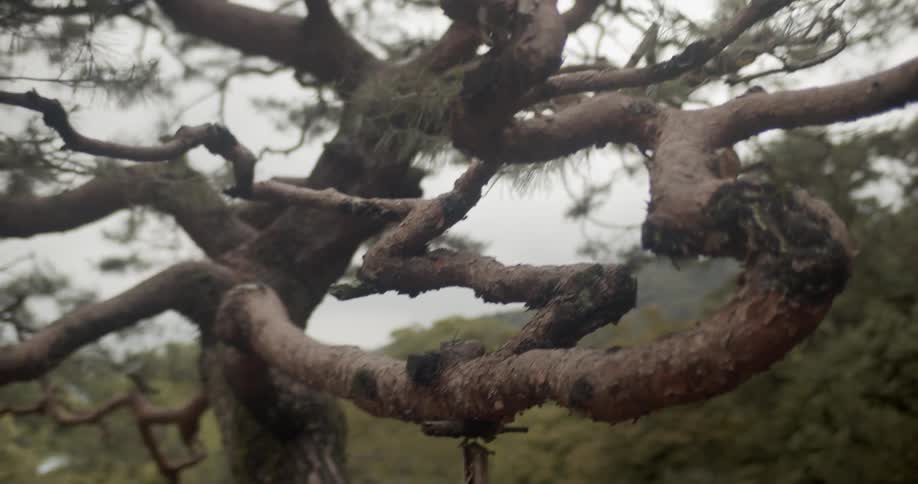 Twisted branches grow on a tree