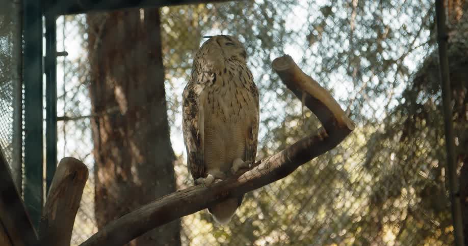 Owl sits on a branch inside a fenced area
