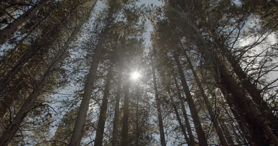 The trees are very tall and cover the sun