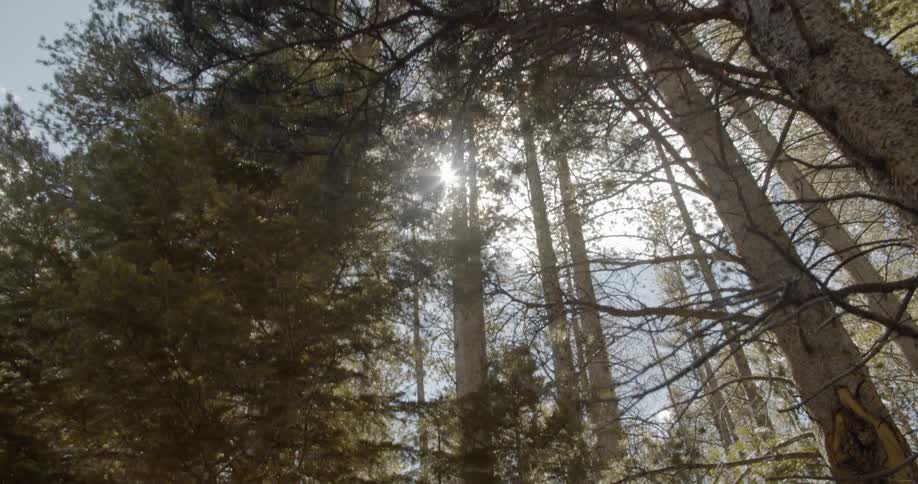 Sunlight shines through tall forest trees