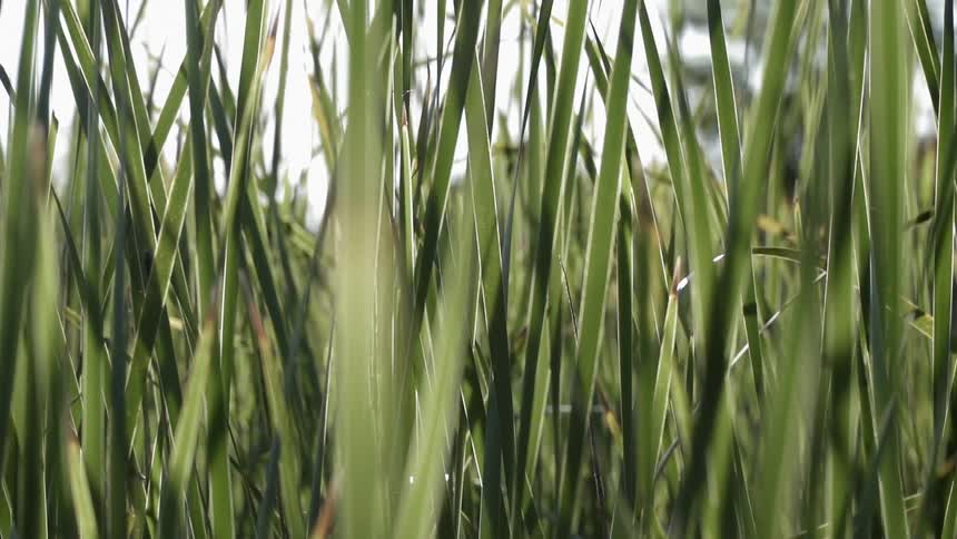 The tall blades of grass cover the sky