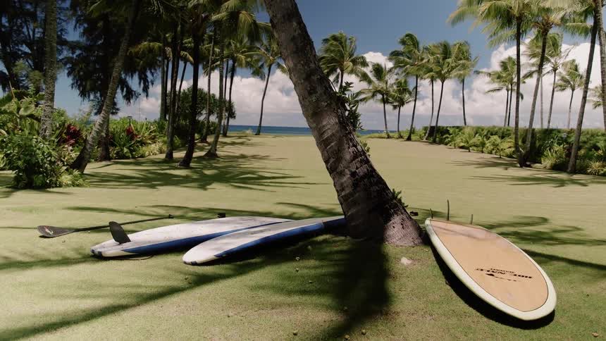 Surfboards lay on the ground next to a palm tree