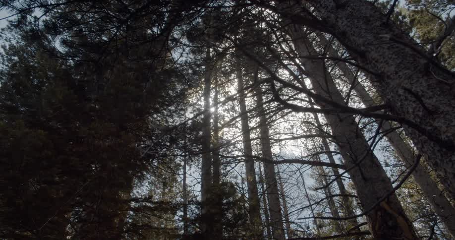 Sunlight shines through tall forest trees