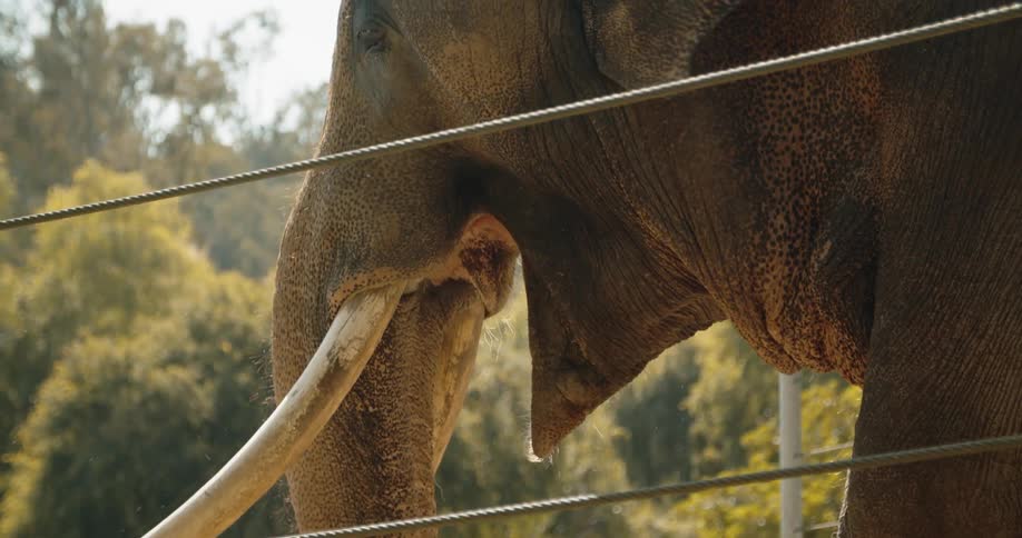 An elephant eats next to a fence