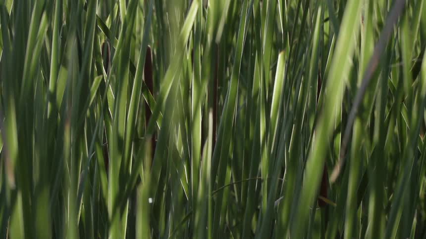 Tall green grass bristles in the breeze