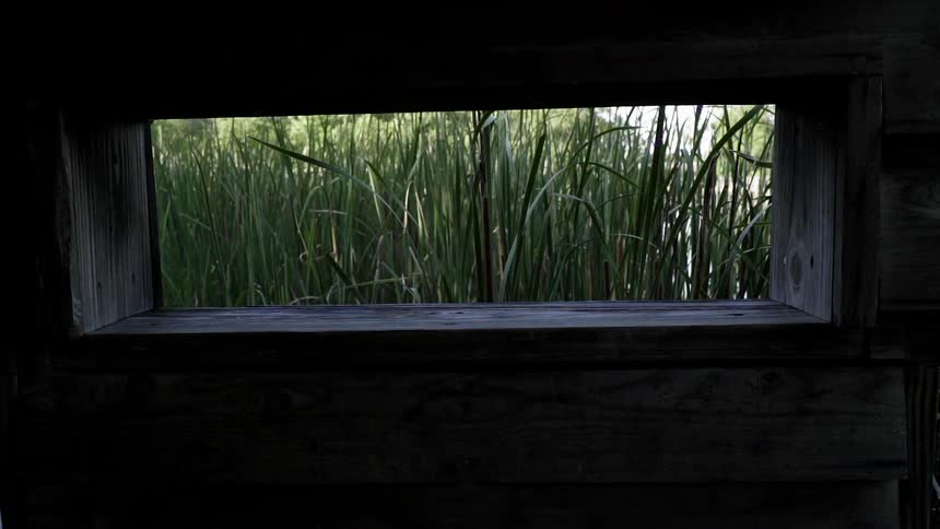 Wetland Grass