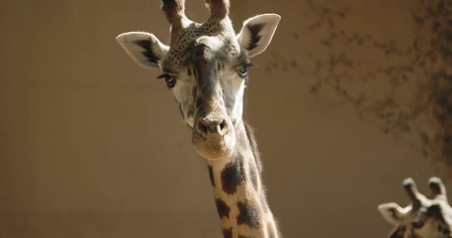Giraffes eating at zoo