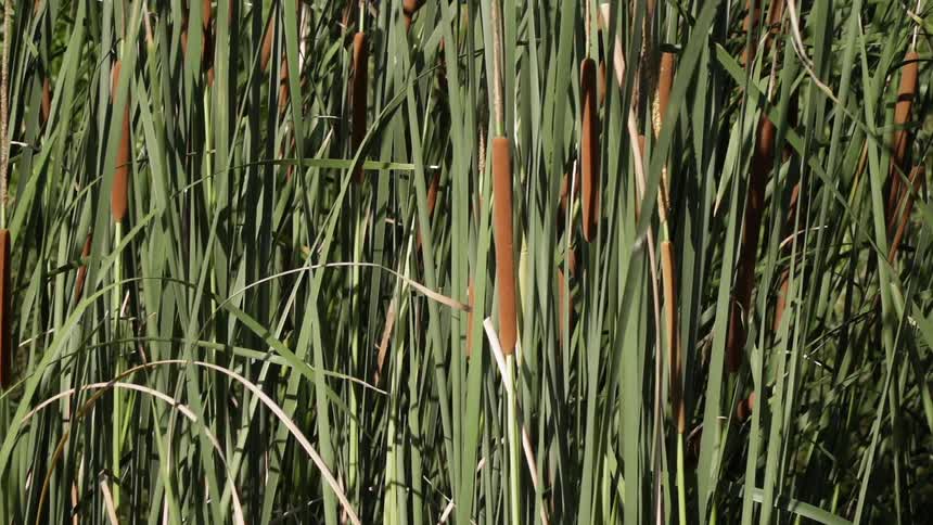 Wetland Grass