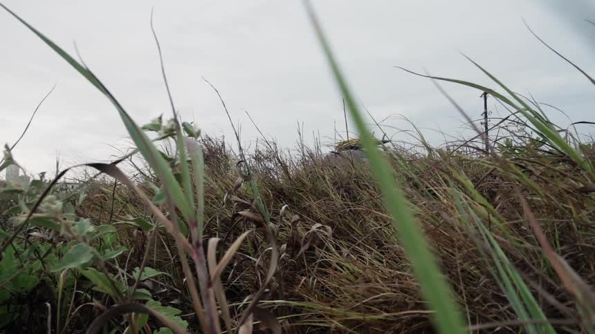 Tall grasses wave in the wind on a cloudy day
