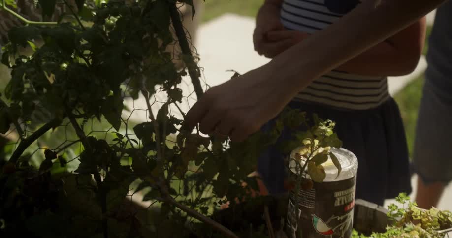 A young girl picks tomatoes