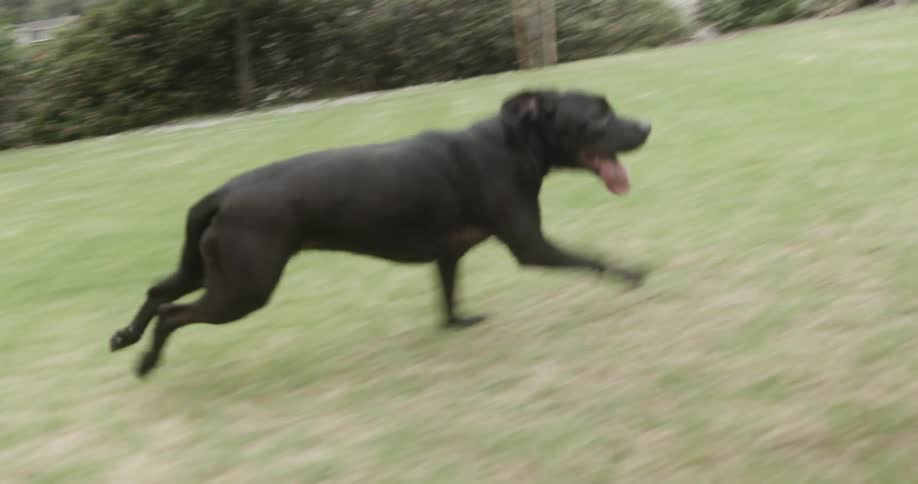 A black dog runs playfully in a grass field