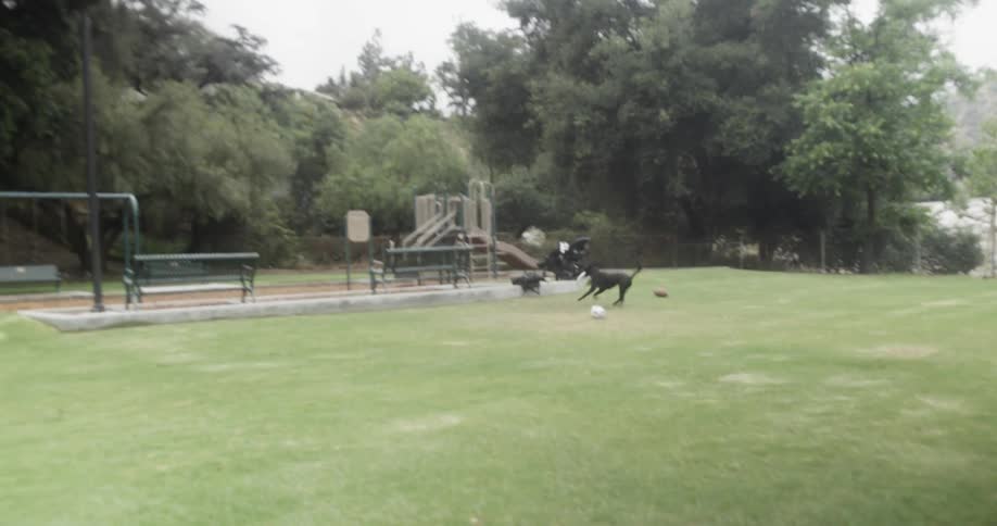 The dog races with the frisbee