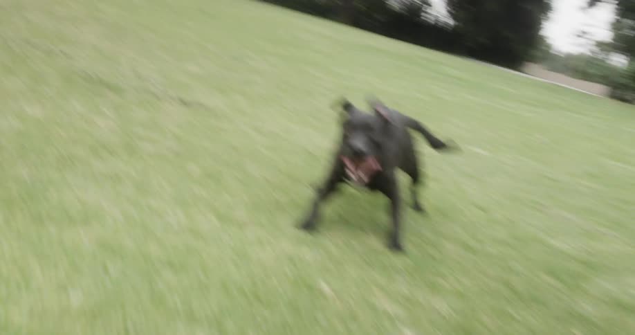 Black dog runs on a grassy field as a man plays with it