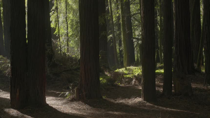 Sun peeking thru the forest