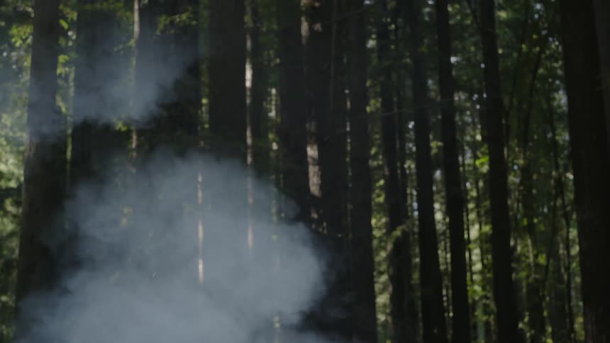 Smoke in the forest