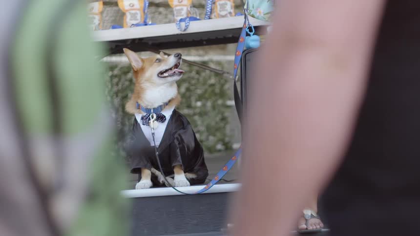 A dog is dressed in a tuxedo
