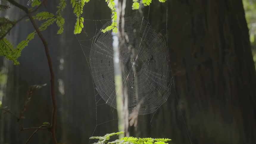 Light reflecting off a spider web hanging from a tree