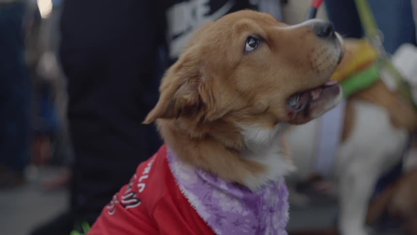 A tan dog, wearing a red shirt, looking around