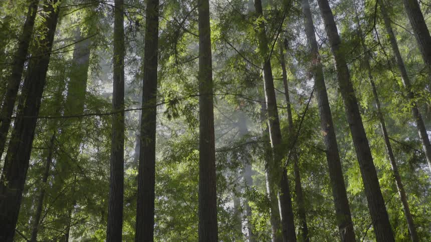 Tall trees in a forest