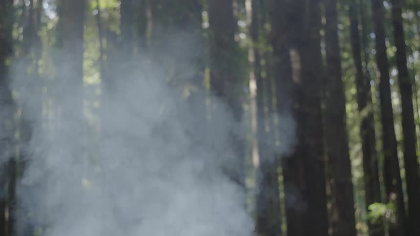 Smoke comes from a campfire in the forest