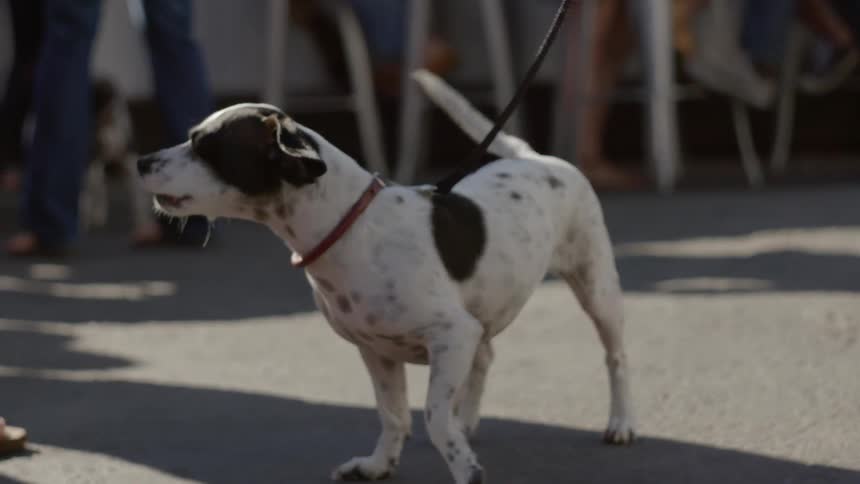 Black and white dog on leash barks