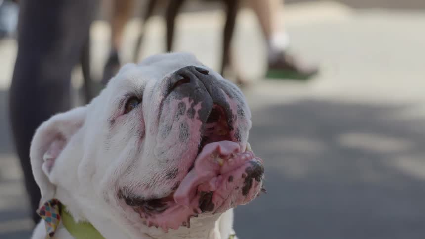 Slow motion of a happy english bulldog with his tongue flapping out of his jaw