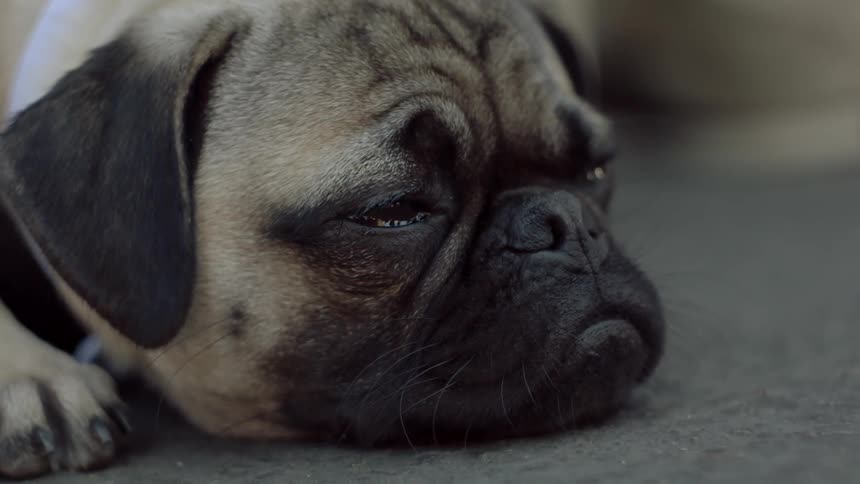 A dog looking at something