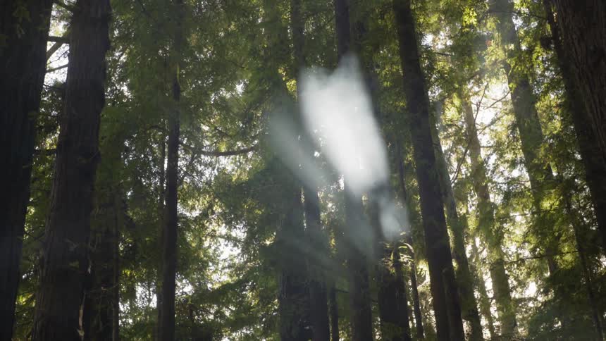 Sunlight streaming through trees