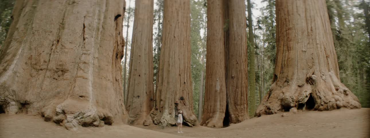 Woman Taking Pictures In Forest