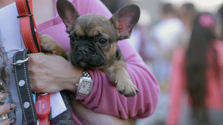 A dog in a person's arms