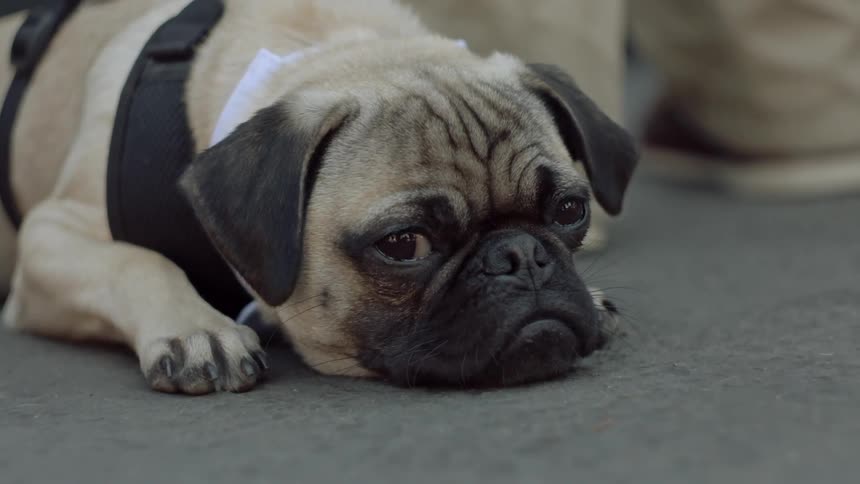 A dog laying on the ground