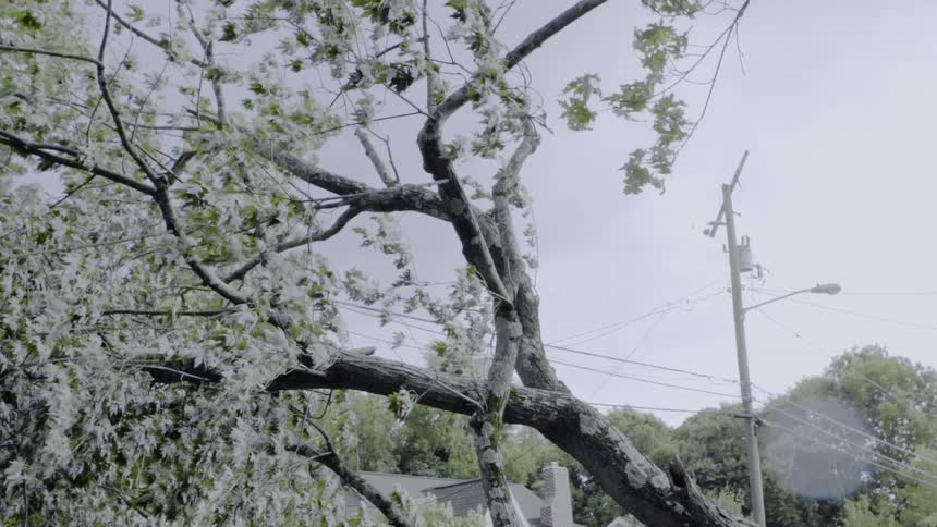 The branches and leaves on a tree blow in the breeze
