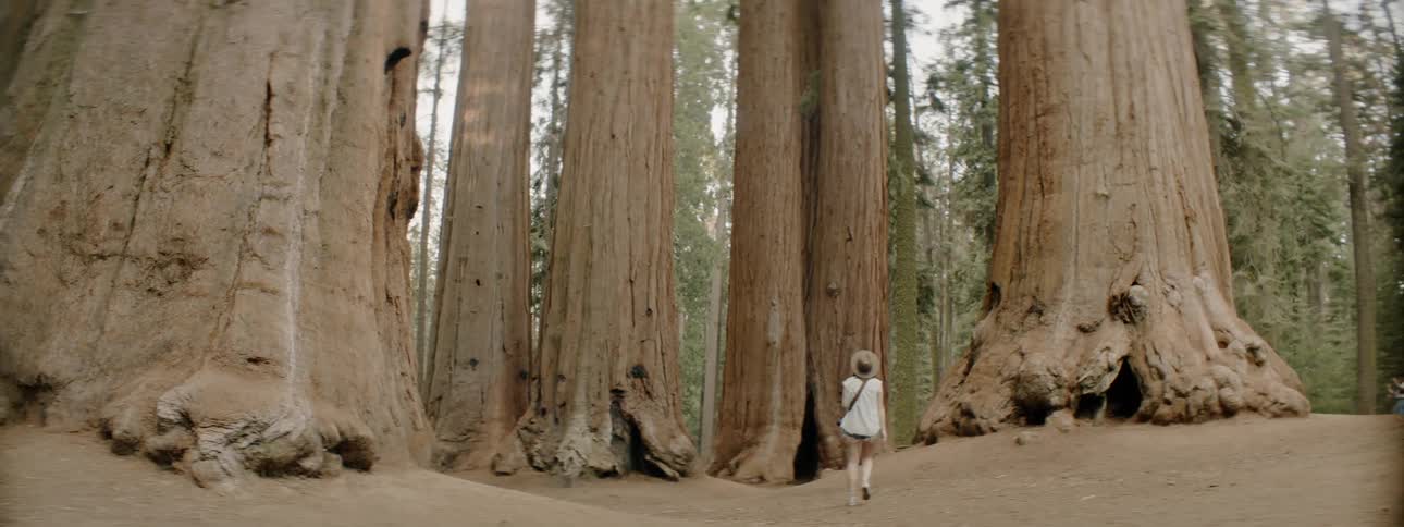 Woman walks towards very large trees