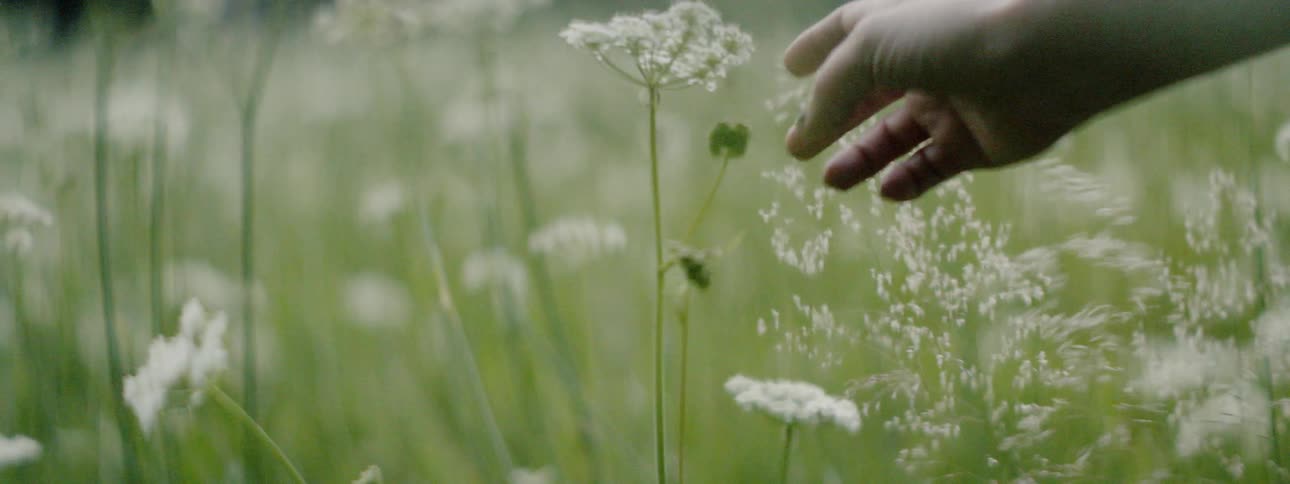 Woman is running her hand through tall flowers in field
