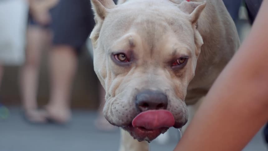 A dog drinks from a cup and slobbers