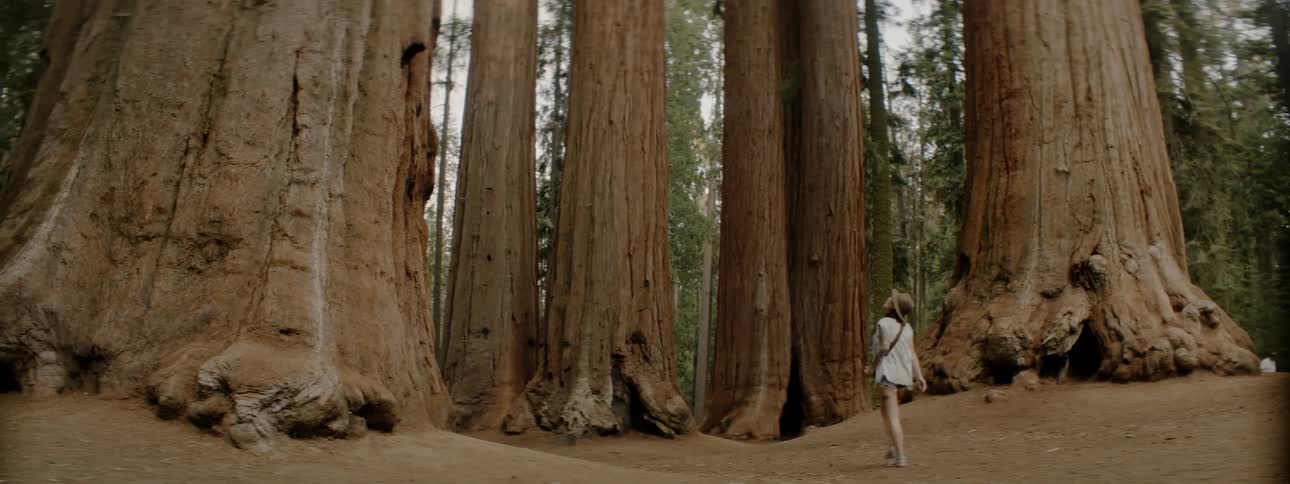 Woman Taking Pictures In Forest