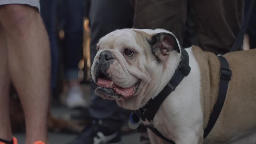 A dog standing around some people